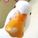 故事的鸭头