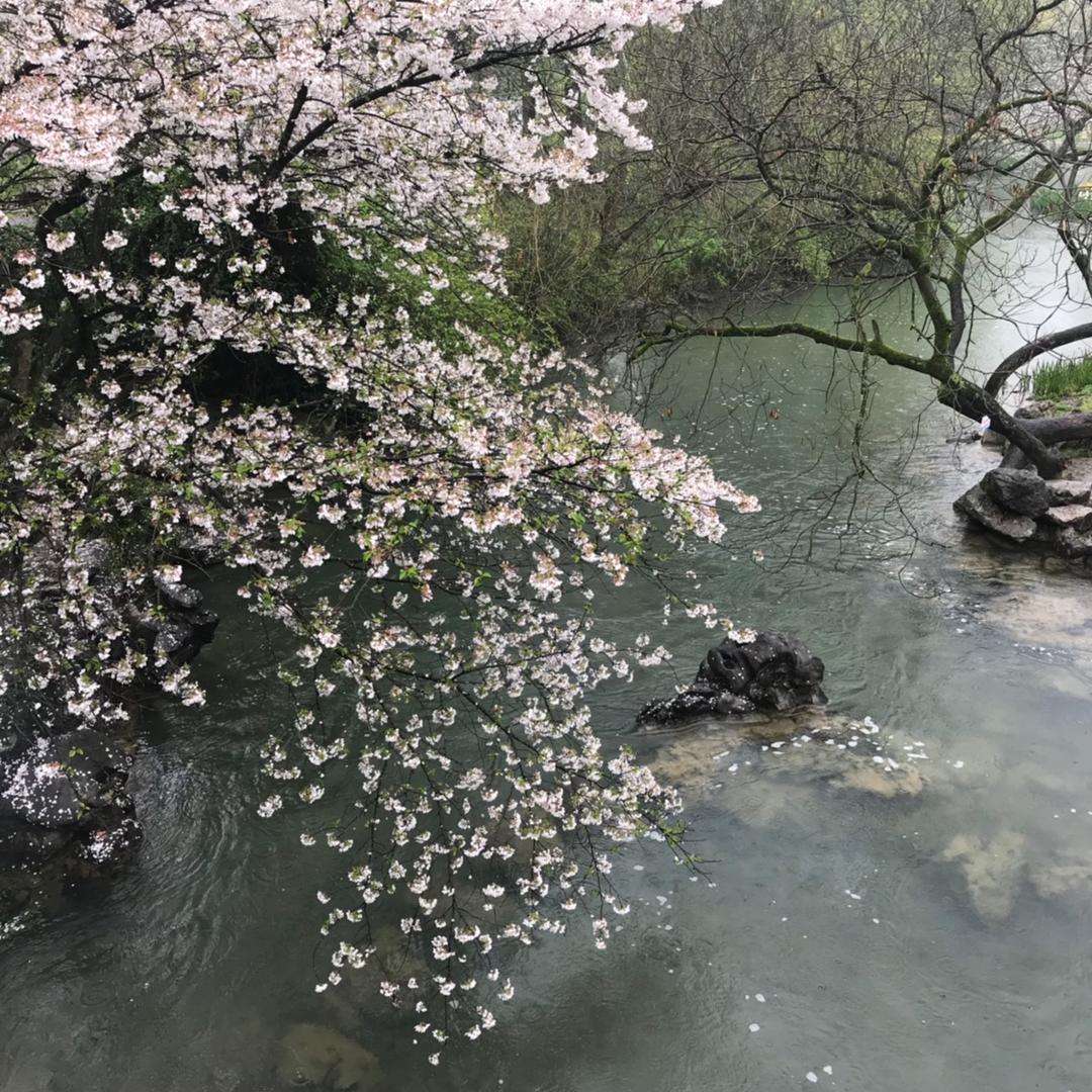 樱花之莉的厨房