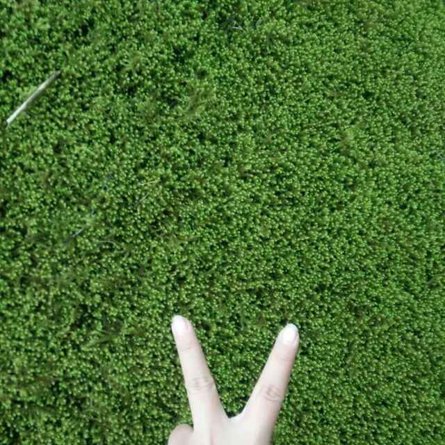 友术