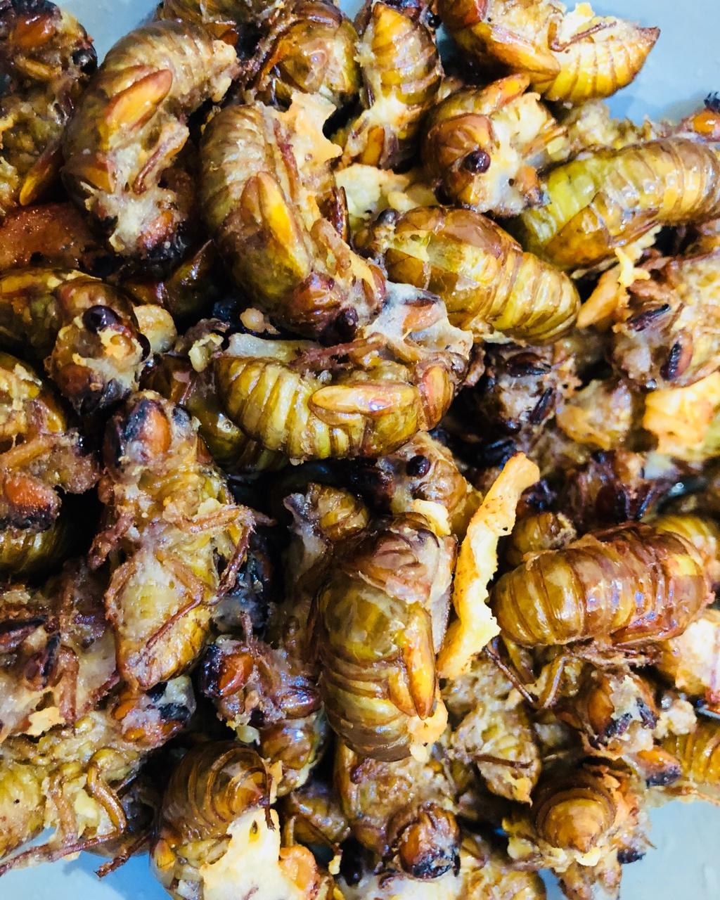 0时令食材豆腐茄子土豆鸡蛋鱼牛肉鸡肉猪肉常见食材小吃