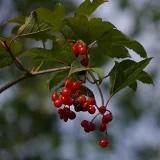雪花飞舞GZ