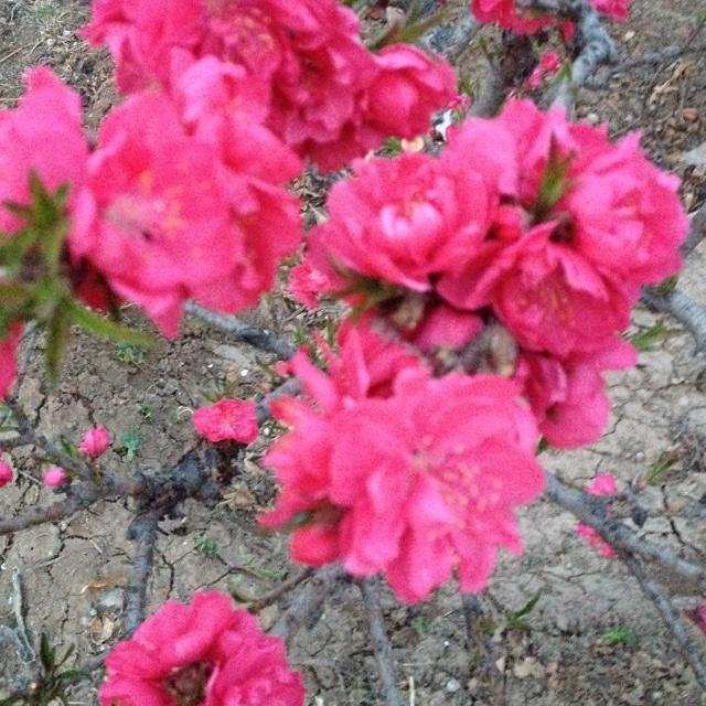 春日花海的做法