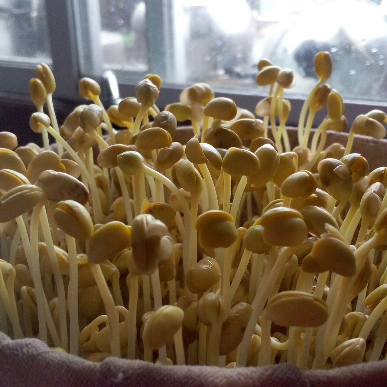 自制豆芽