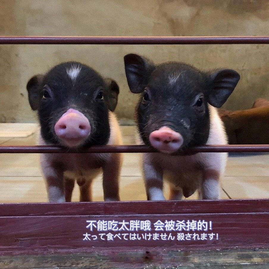 吃吃喝喝自己动手