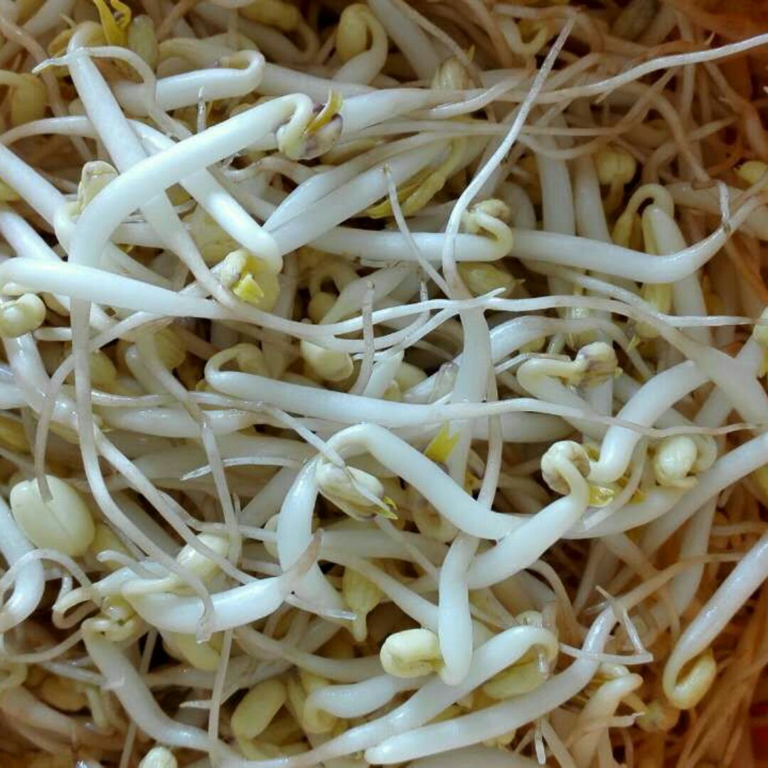 自己发绿豆芽
