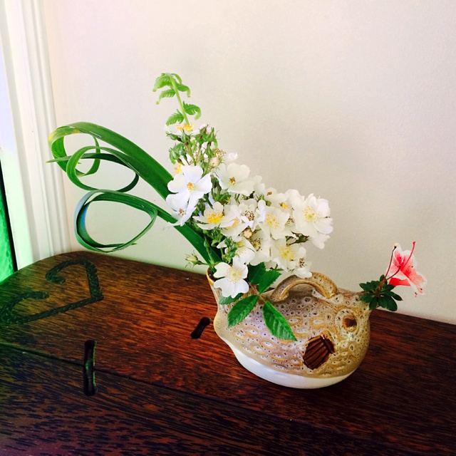 我家的花花草草