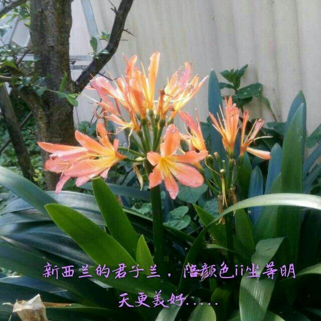 感受鲜花之美