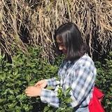 是谁那杯茶