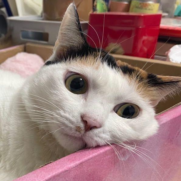 薛定谔的猫爱吃