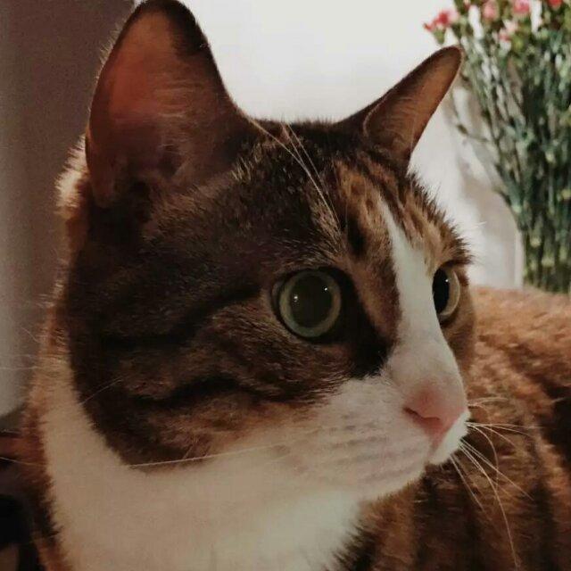 猪猪猪头四