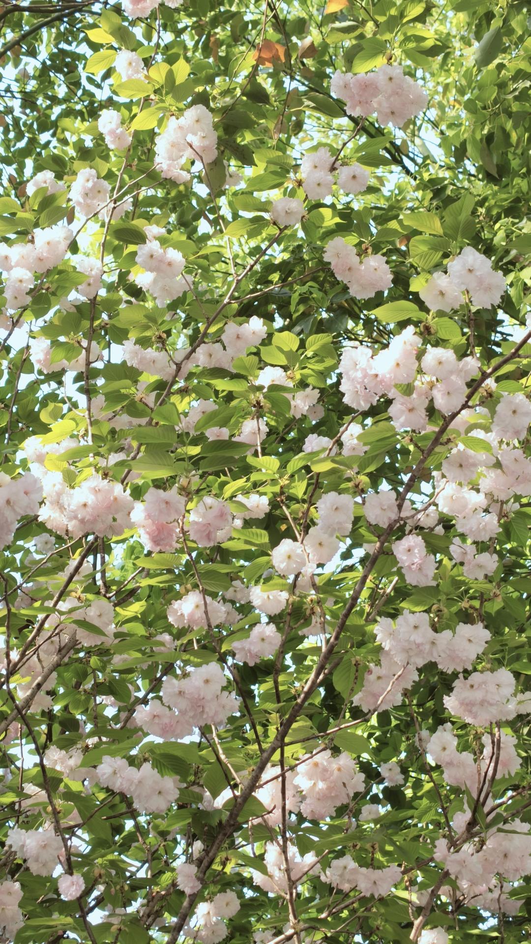 花样早餐