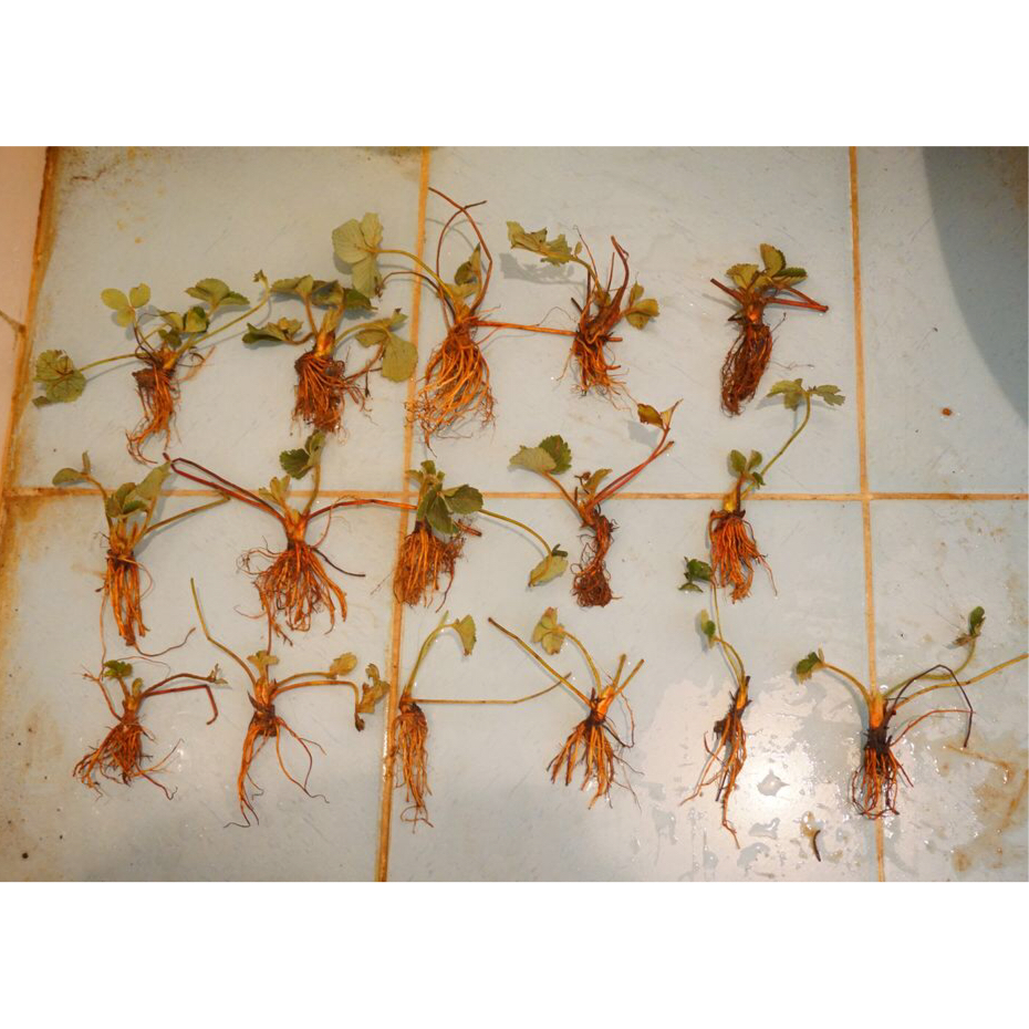 图片大全-安歌妮的☆慢时光.图片】 _下厨房