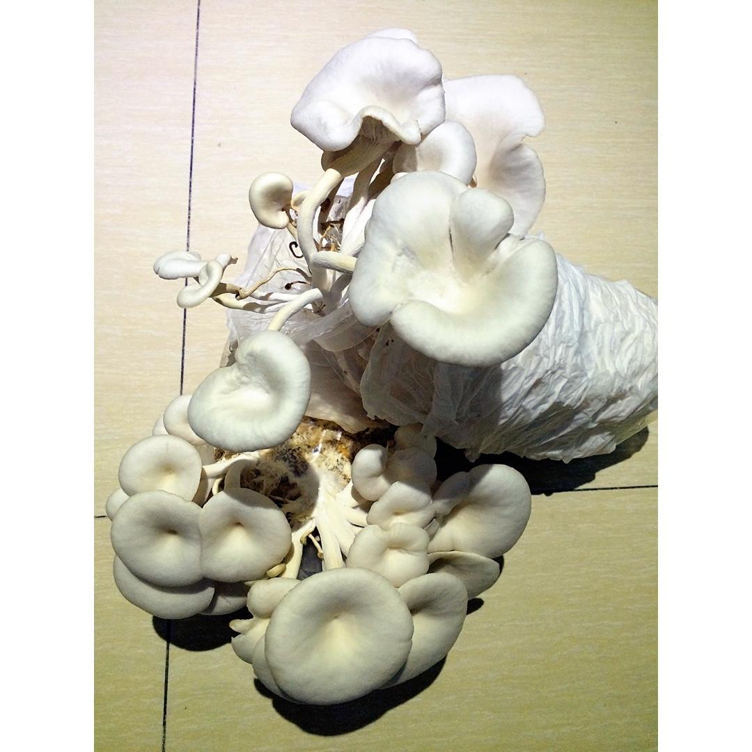 种蘑菇的小姑娘