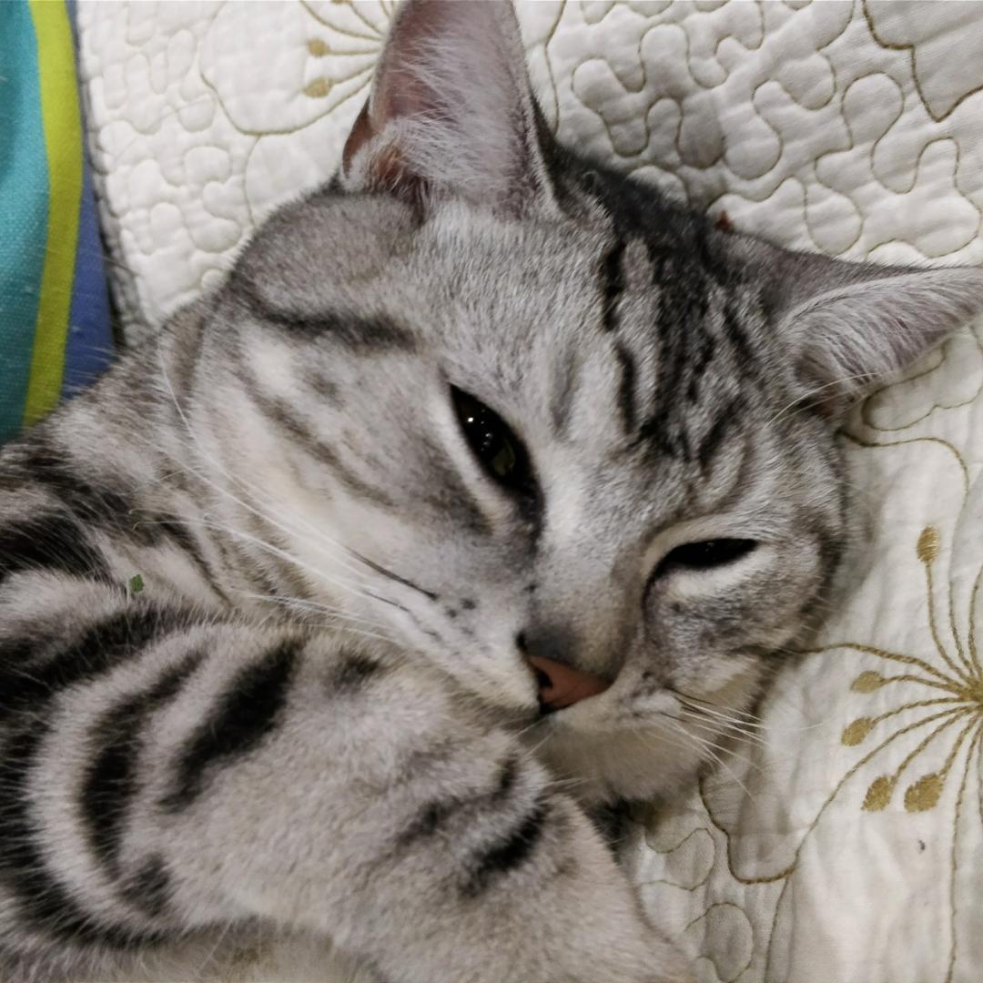 吉它上的猫