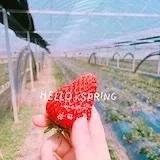 芒果_mango