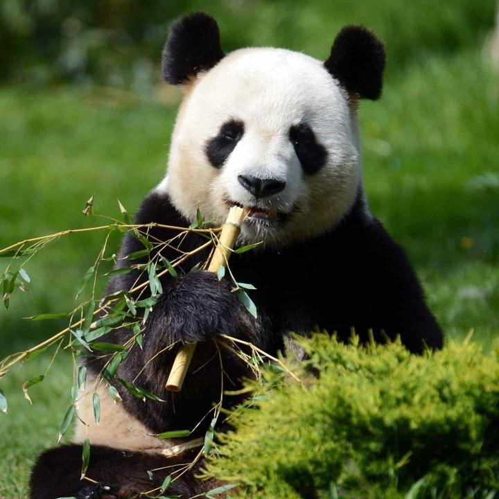 可鲁克鲁