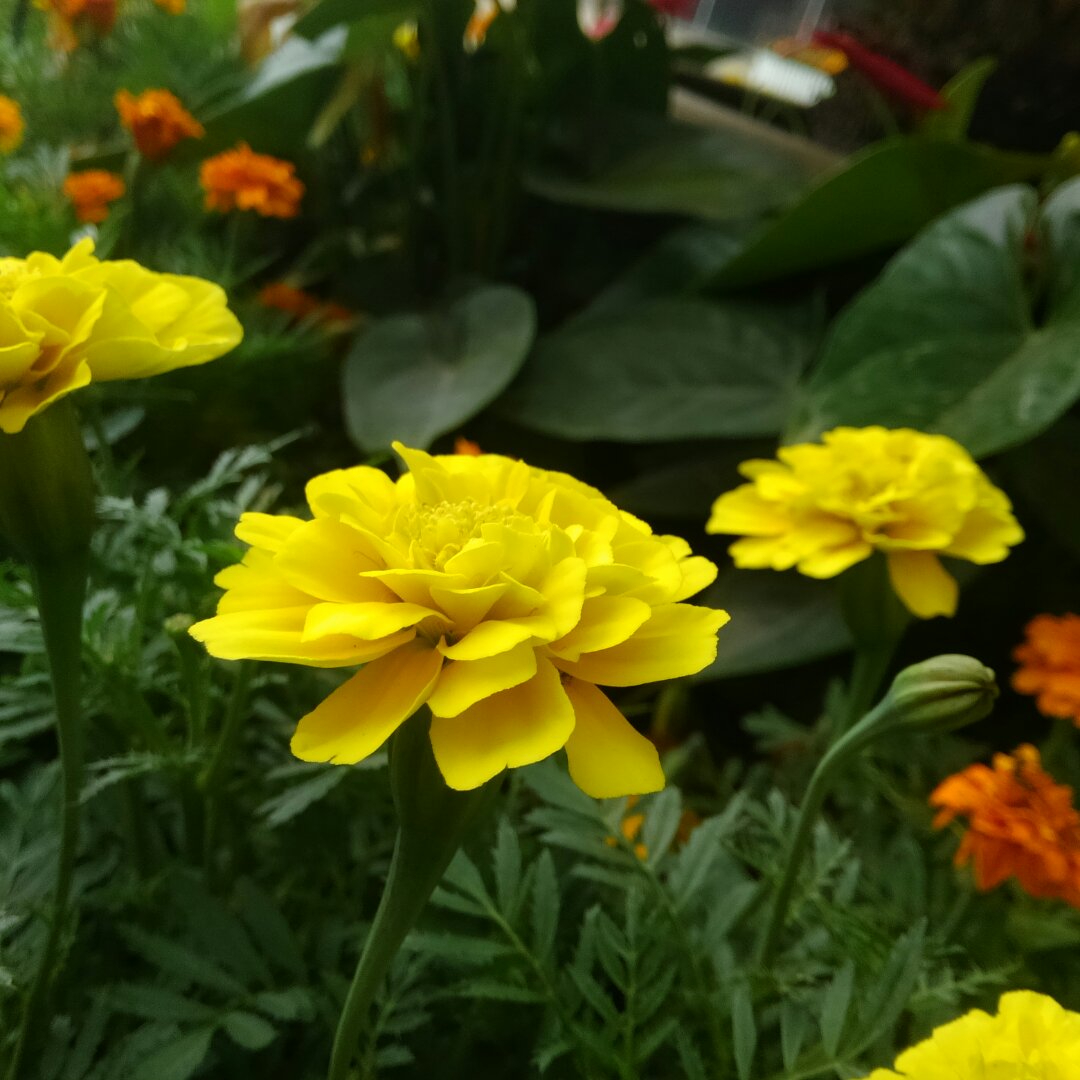 手机用户7118_y96l