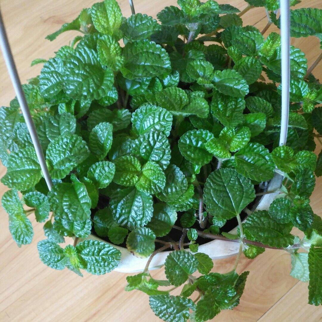 薄荷种植手册，如何把你的薄荷养到爆盆