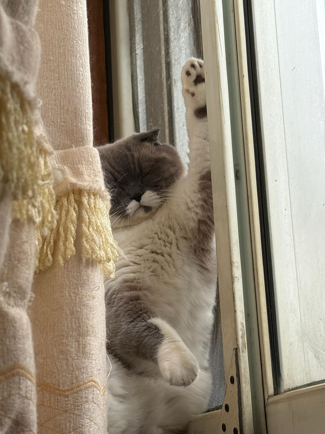 芝士奶角蛋糕的做法