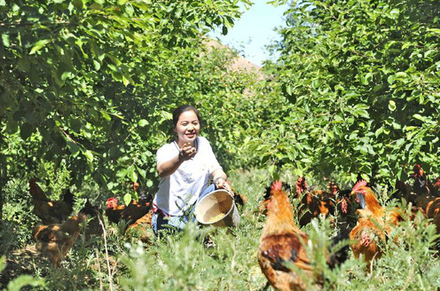 买水果送阳台水果苗家禽等