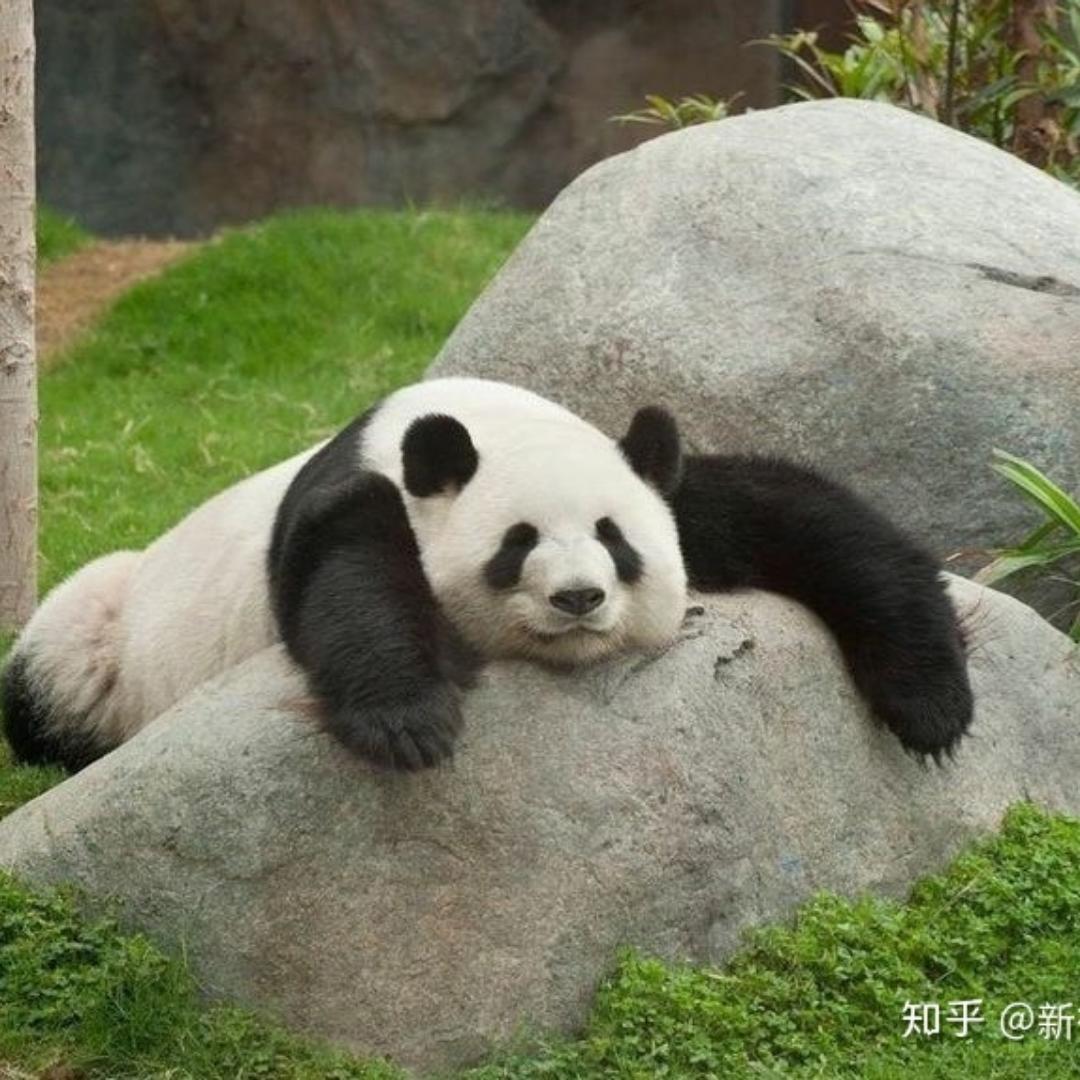 殊歧