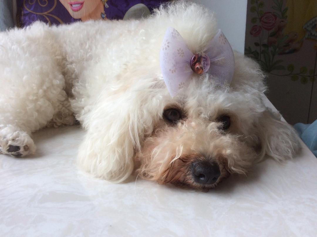 古法/正宗/传统—四川手搓老冰粉