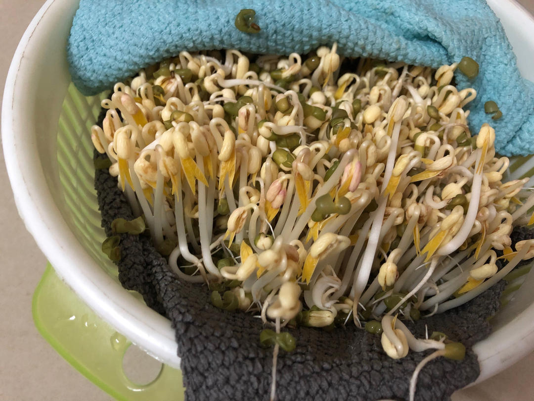 生绿豆芽是有窍门的哦