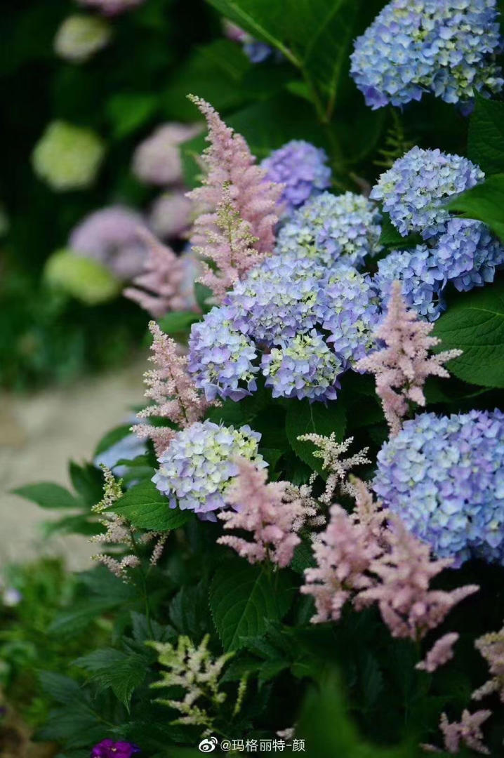 蘑菇花肉的厨房