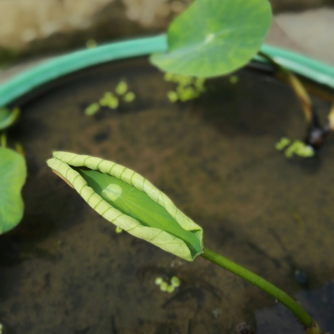 儿子的早餐