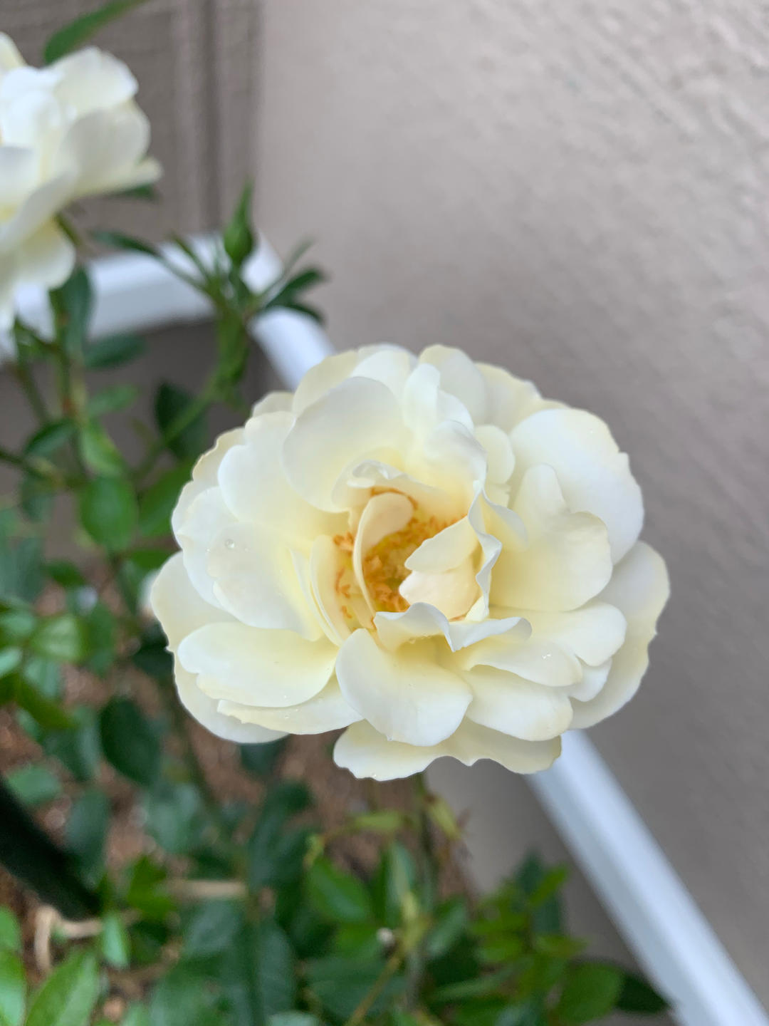 用过上百次从未失败的戚风蛋糕