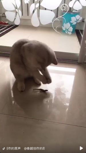 猫咪零食小鱼干的做法 步骤7