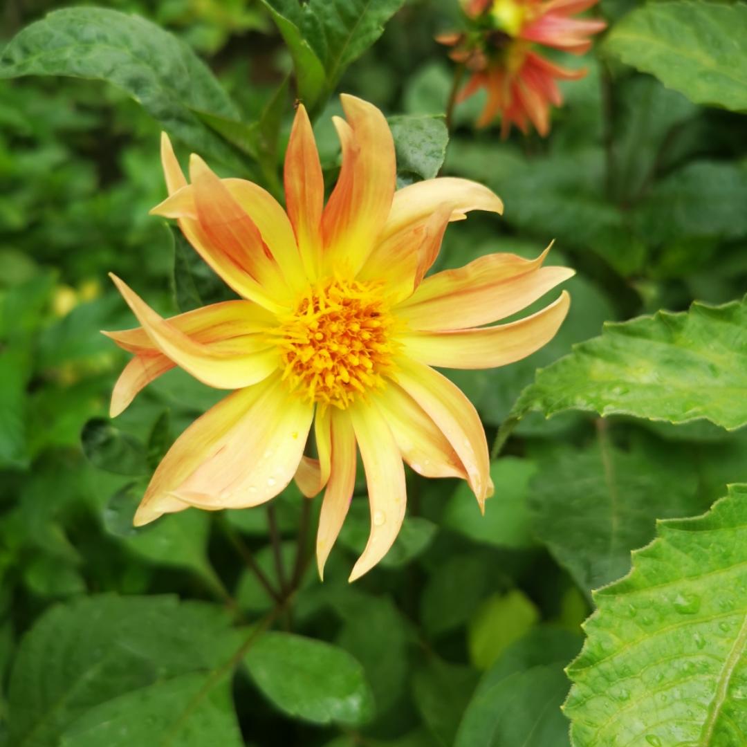 下厨房用户_jwv5