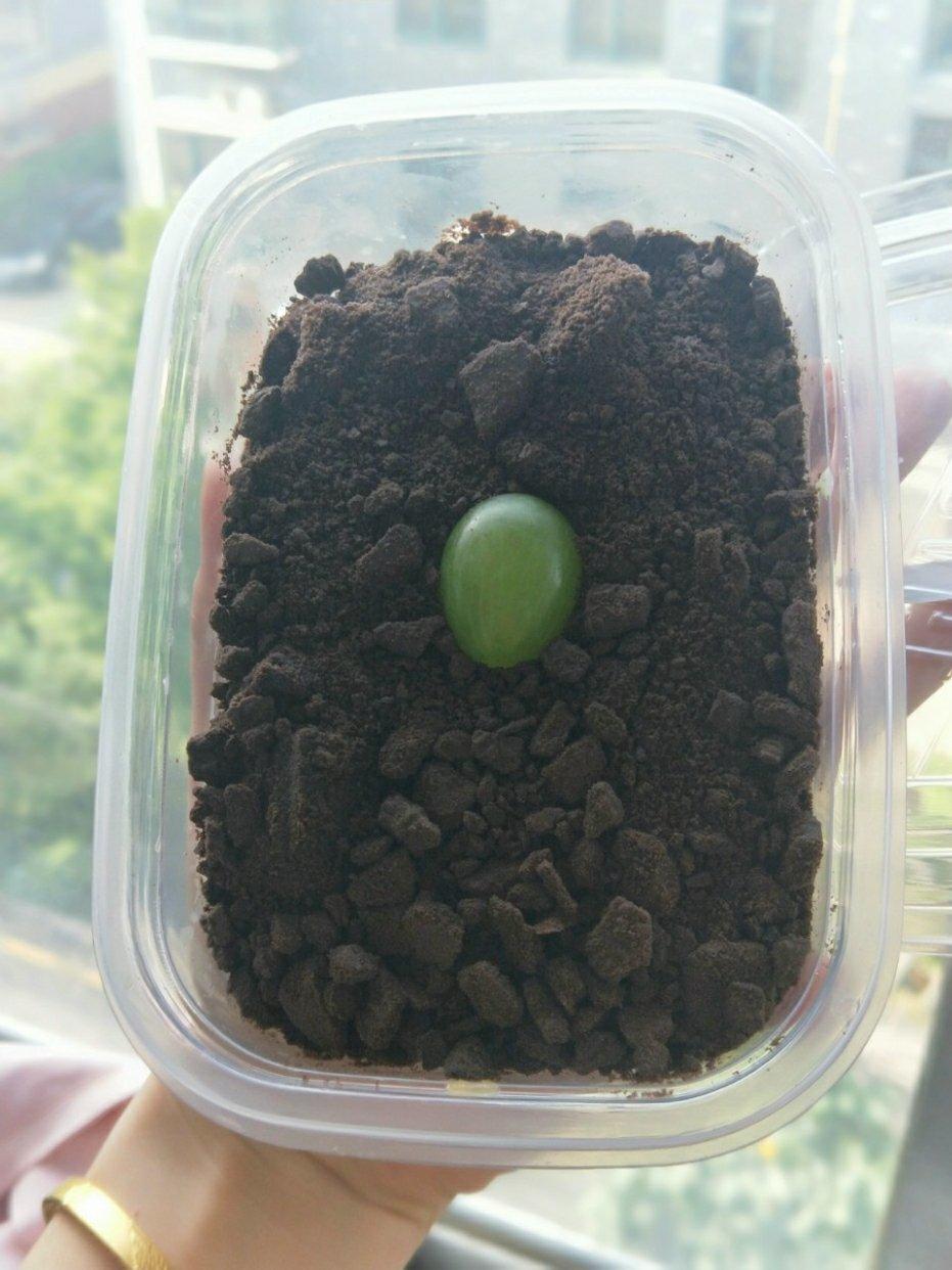 简单快手的便当饭盒水果盒子蛋糕