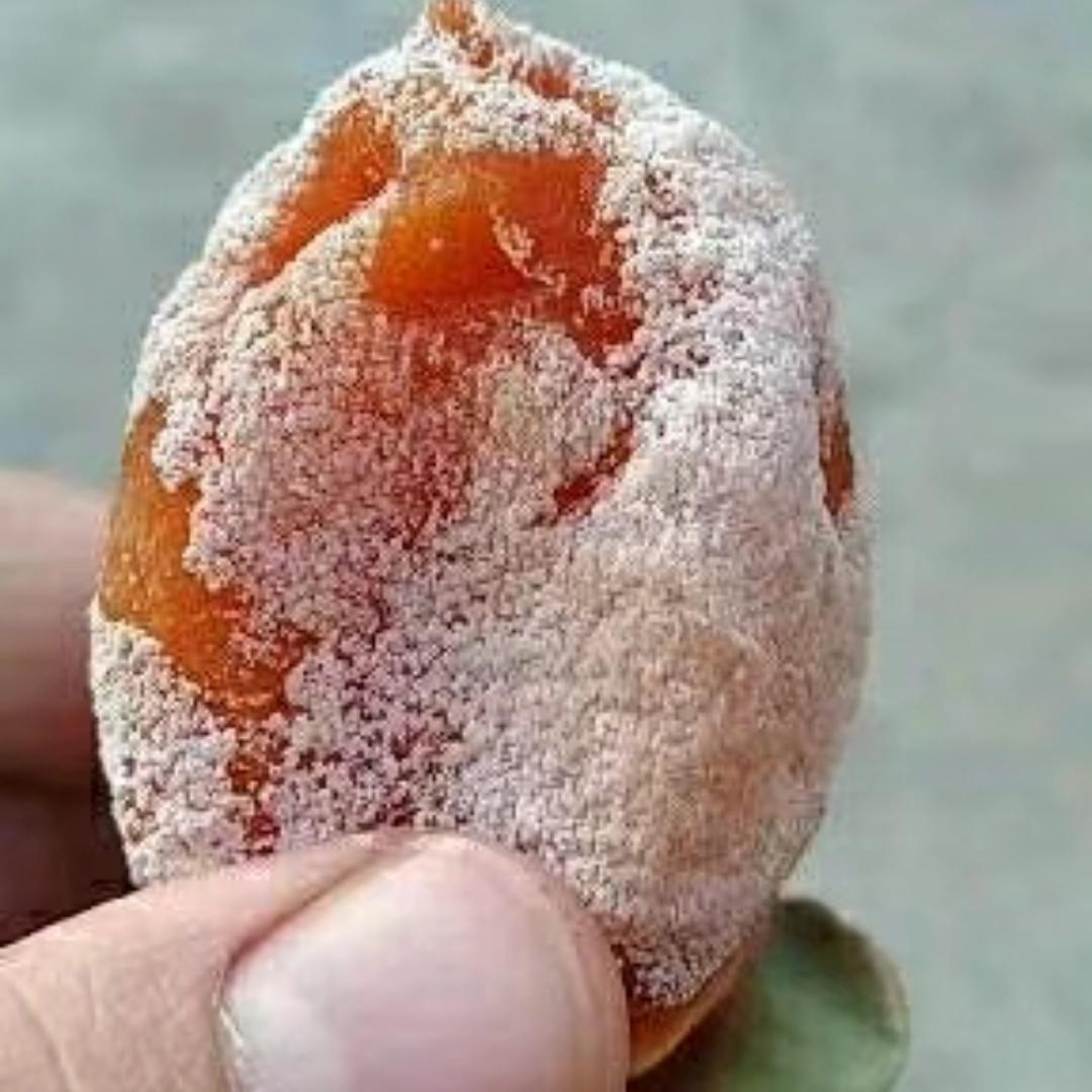 富平柿饼哥