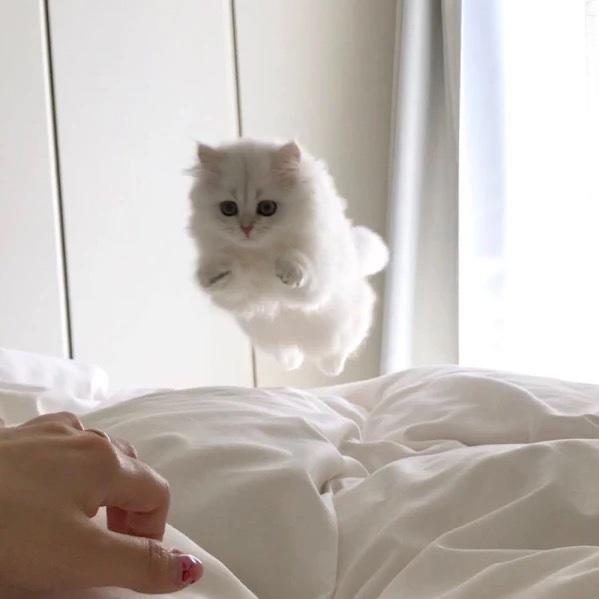 泡泡龙的梦想