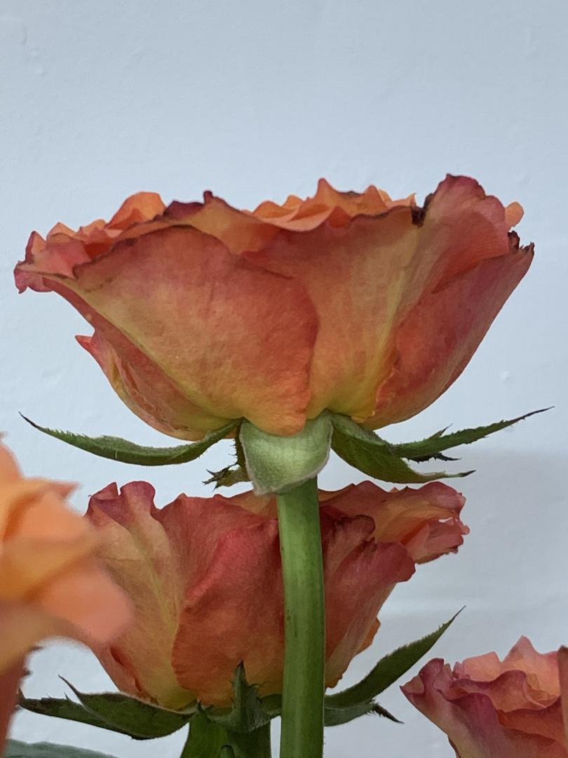 花花世界