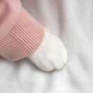 路过一只柚子猫