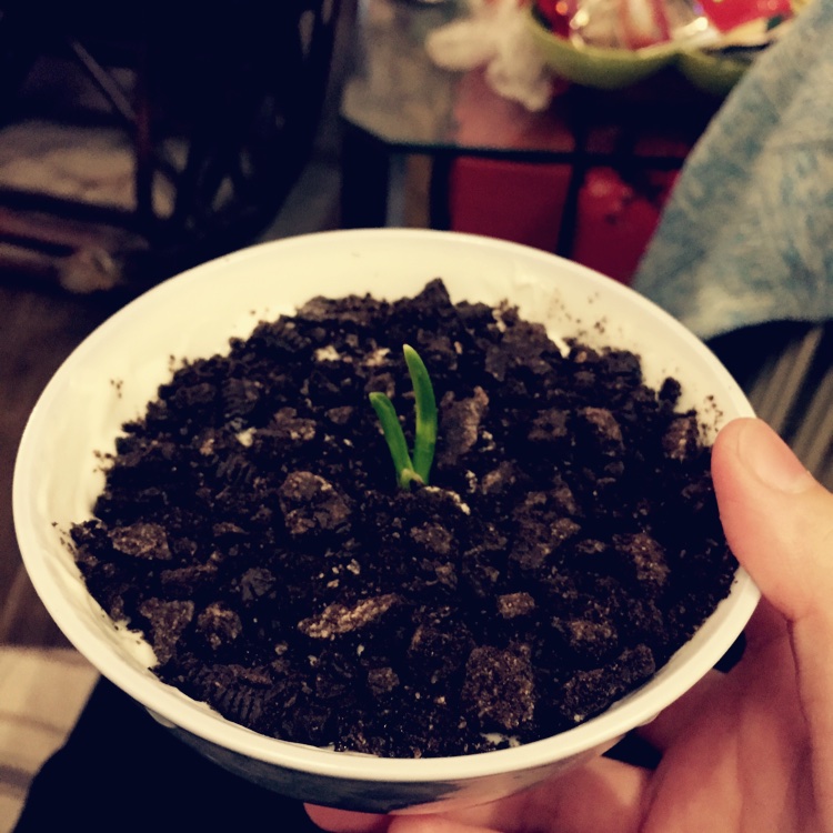 盆栽酸奶