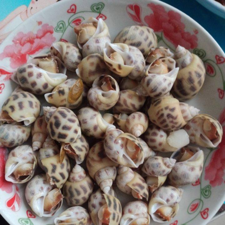 午餐•2024年6月15日