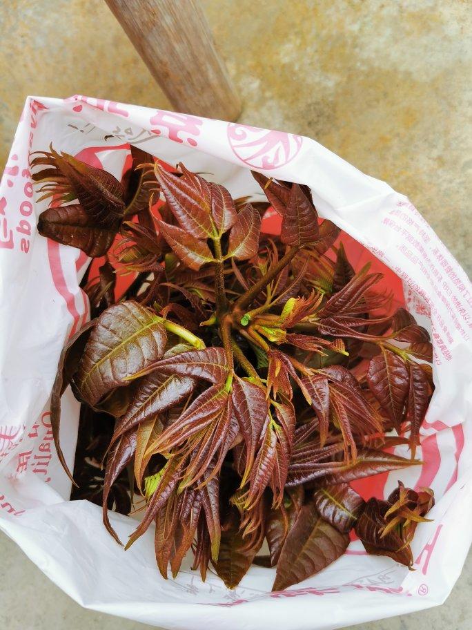 香椿鸡蛋饼