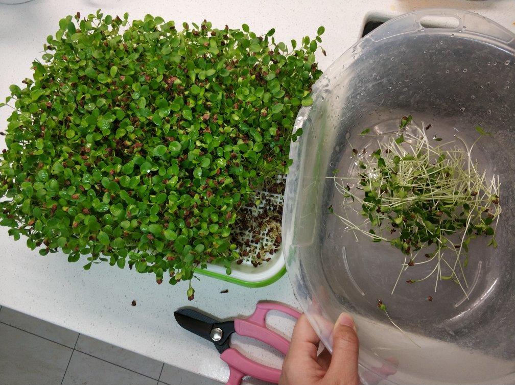 阳台种菜自家培育香椿苗