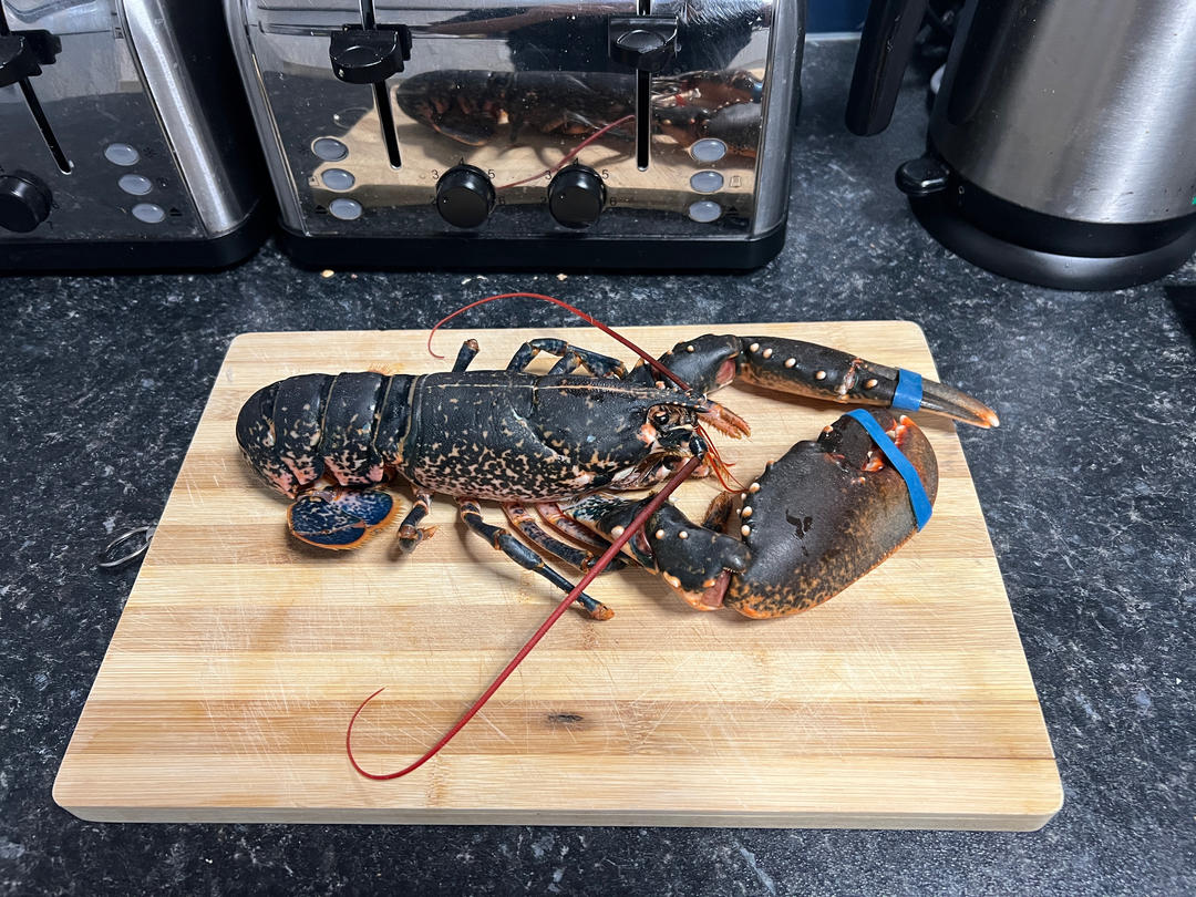 朋友做客强力大菜——蒜蓉粉丝蒸波士顿龙虾