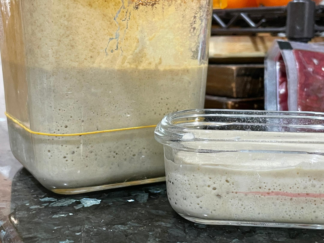 鲁邦液种天然酵母的制作