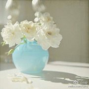 可乐瓶里的蒲公英