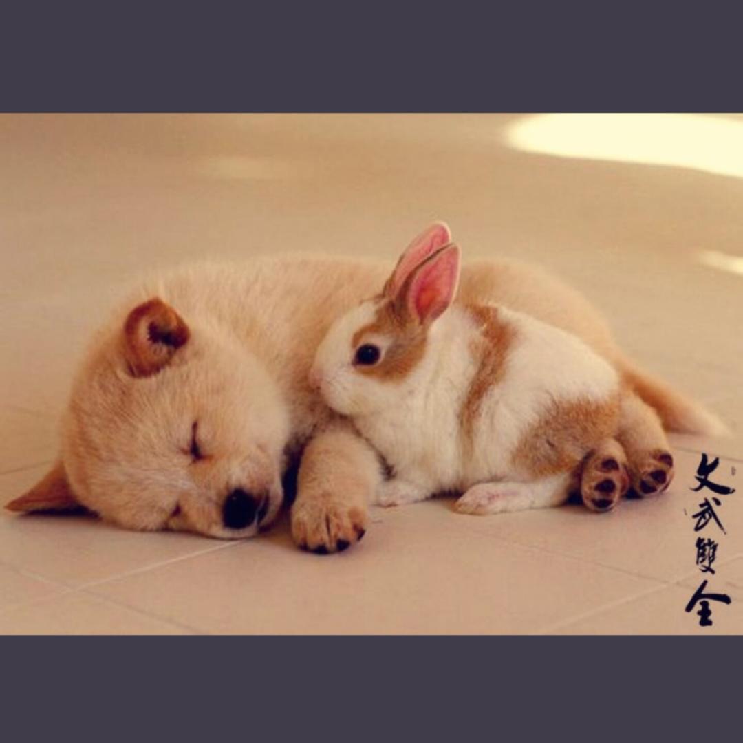 食草兔0110