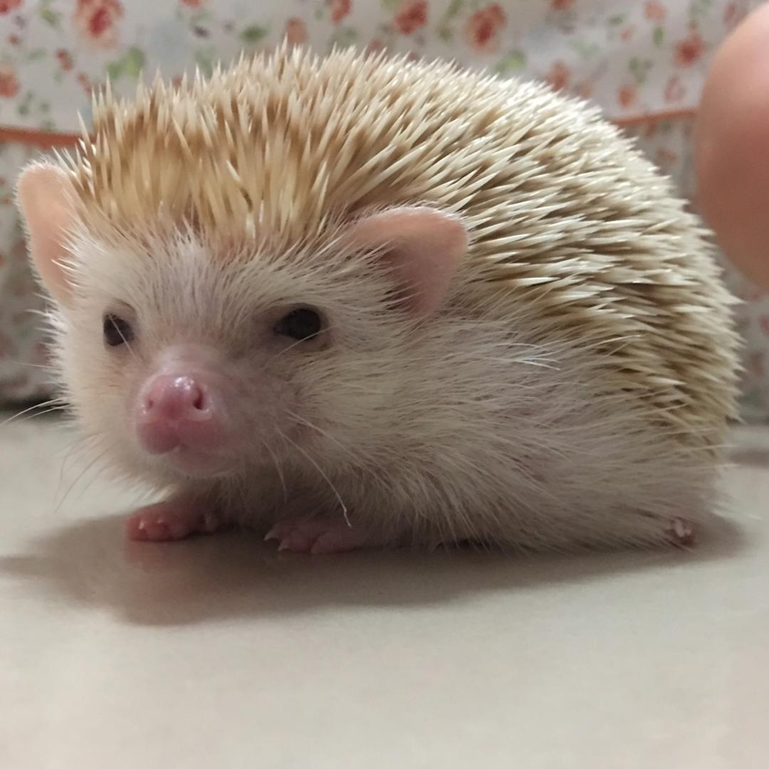 印第安小蘑菇