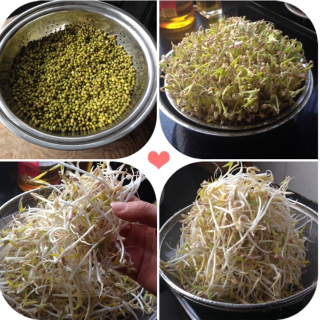 我最爱甜食做的自制豆芽