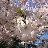 白米饭里有鱼骨头