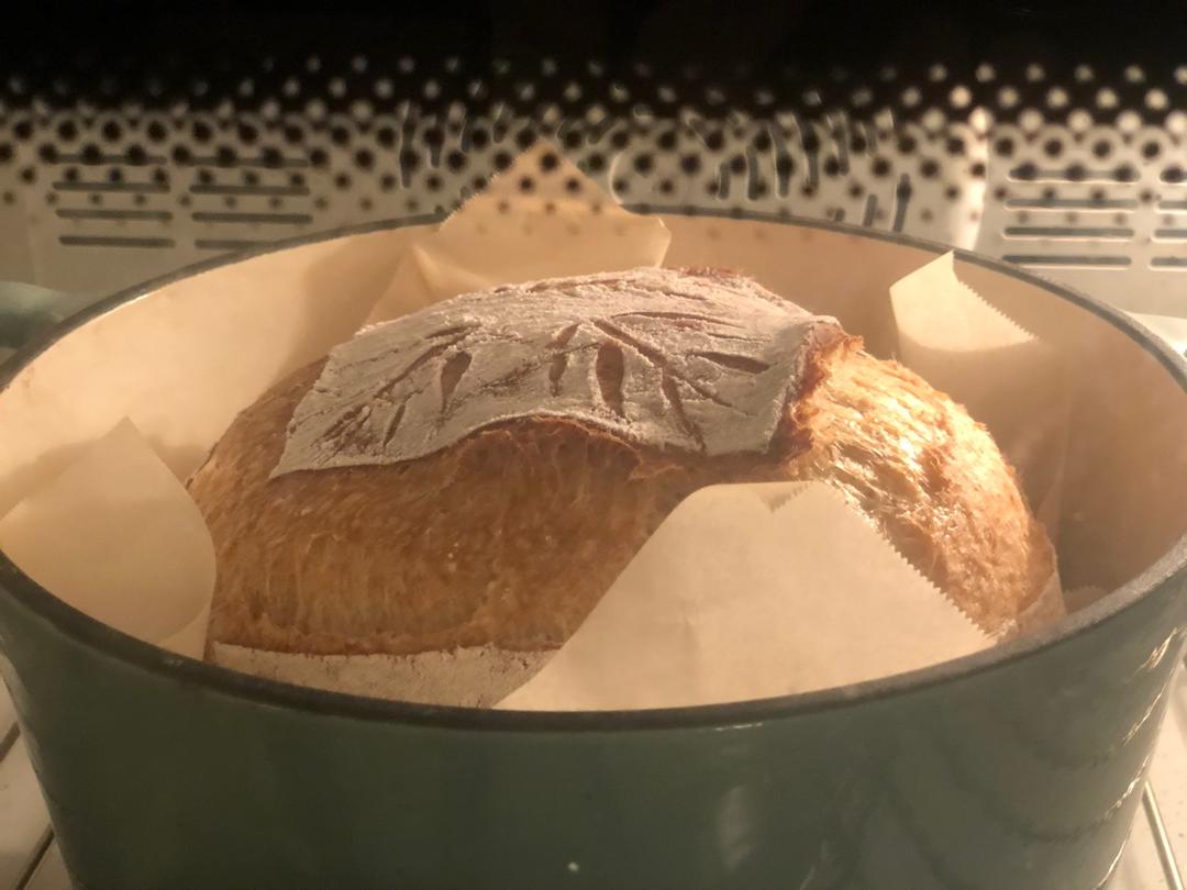 欧包 波兰种 割包视频