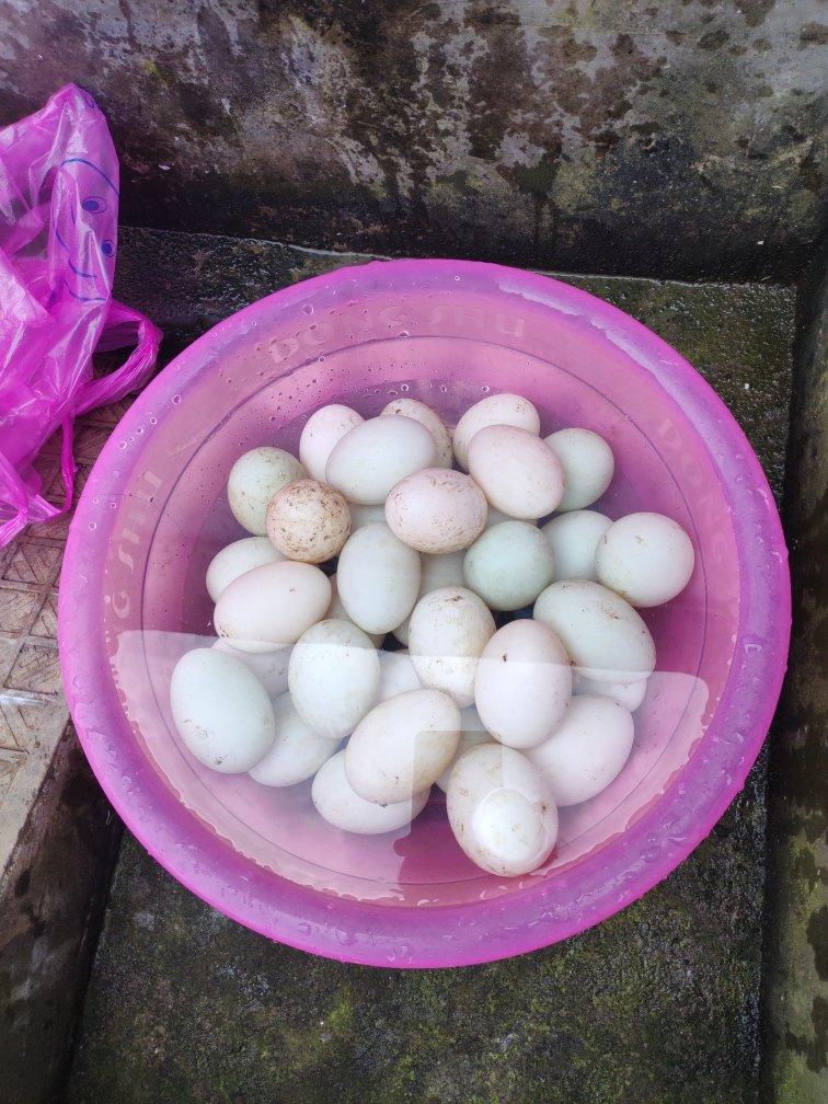 自制咸蛋： 100%出油起沙的咸蛋